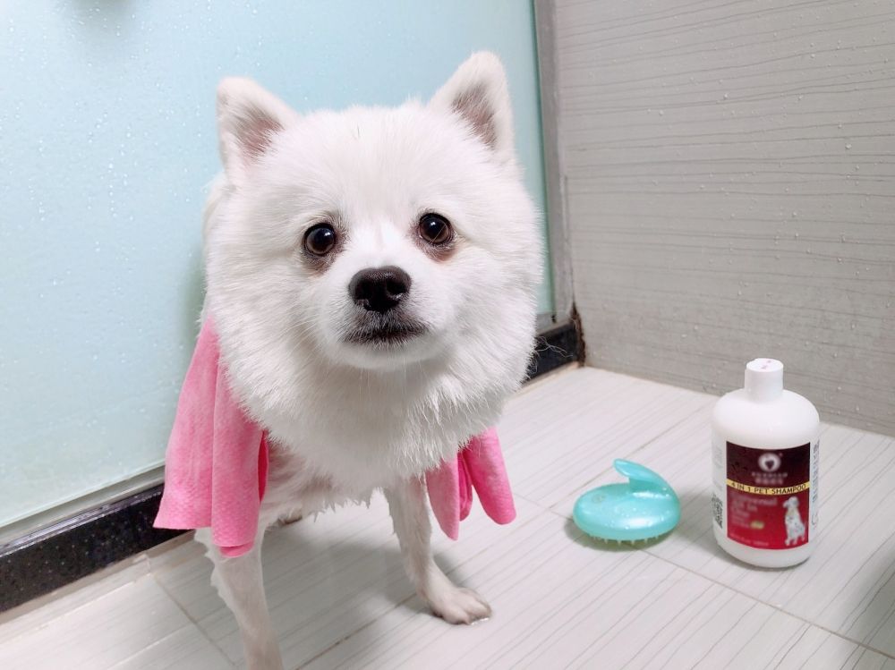 狗狗夏天多久洗一次澡