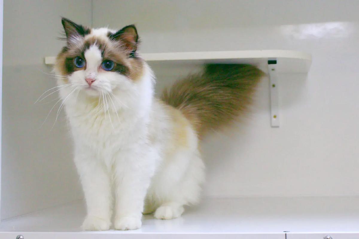 猫咪口炎原因