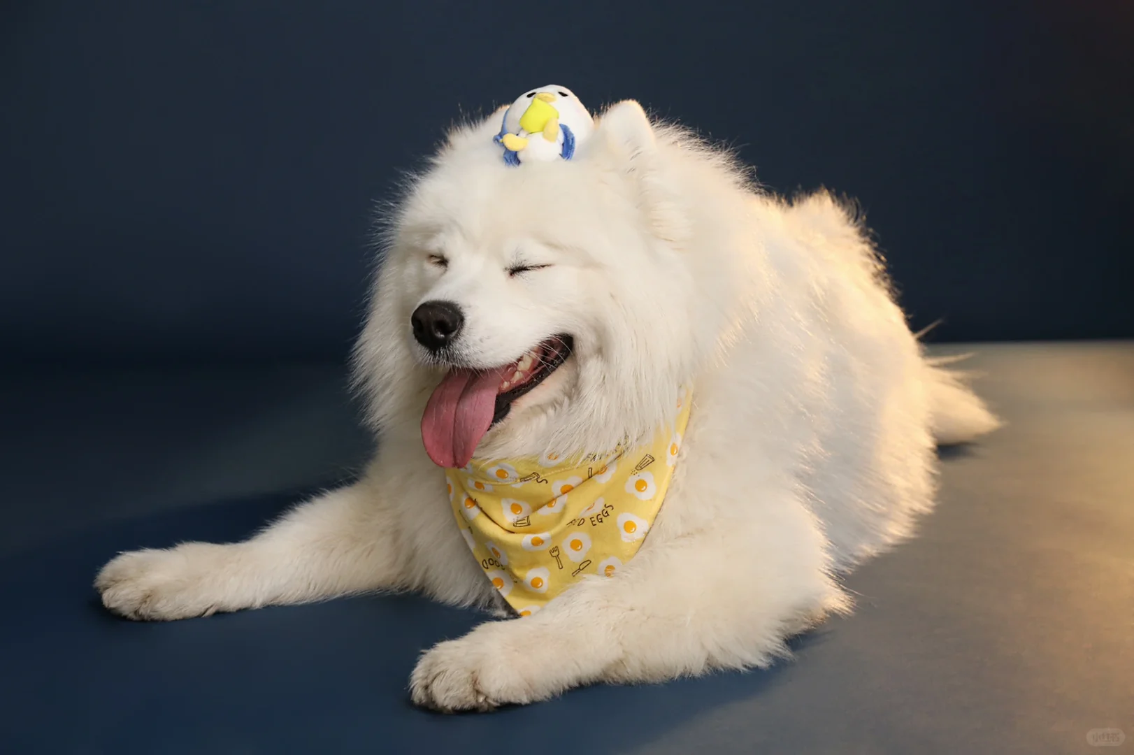 犬副流感