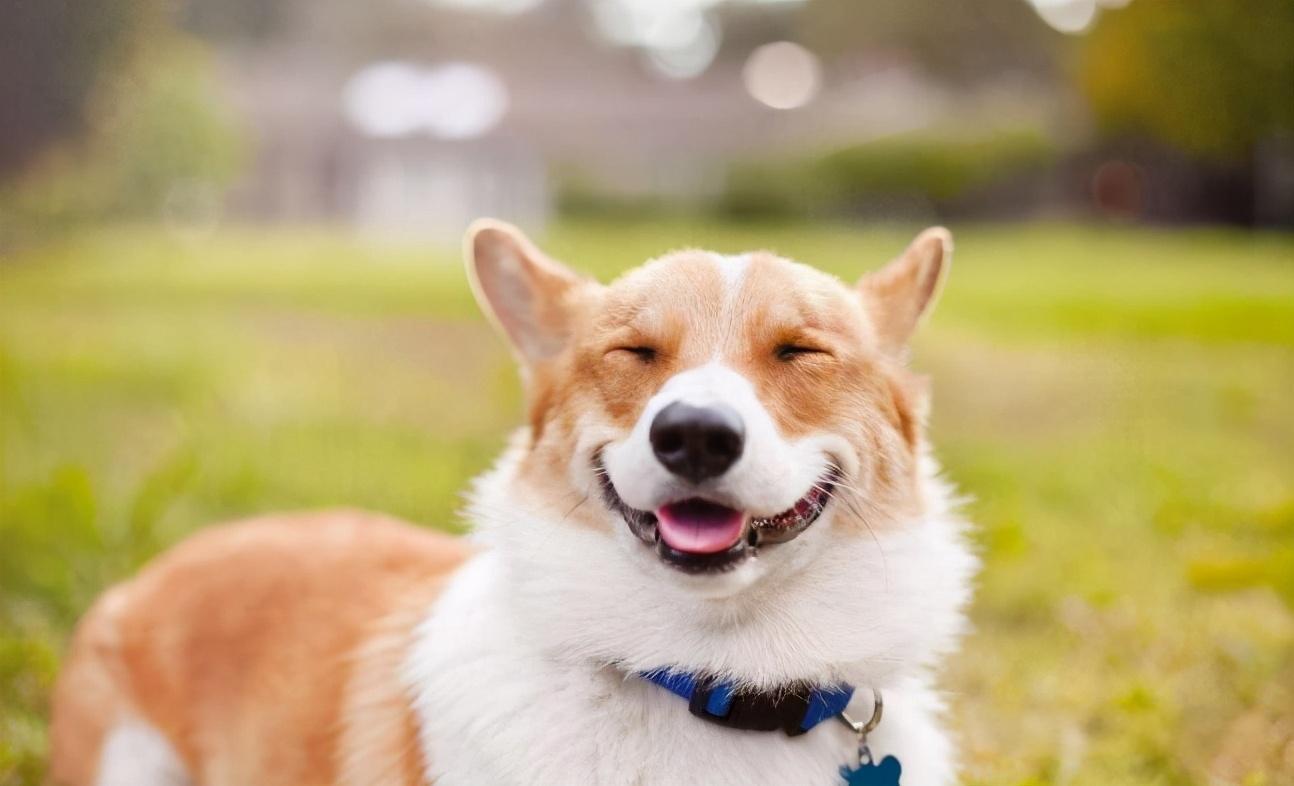 犬甲状旁腺功能亢进