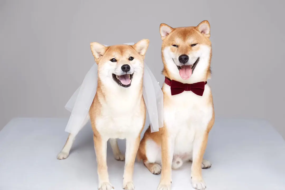 犬睾丸发育不全