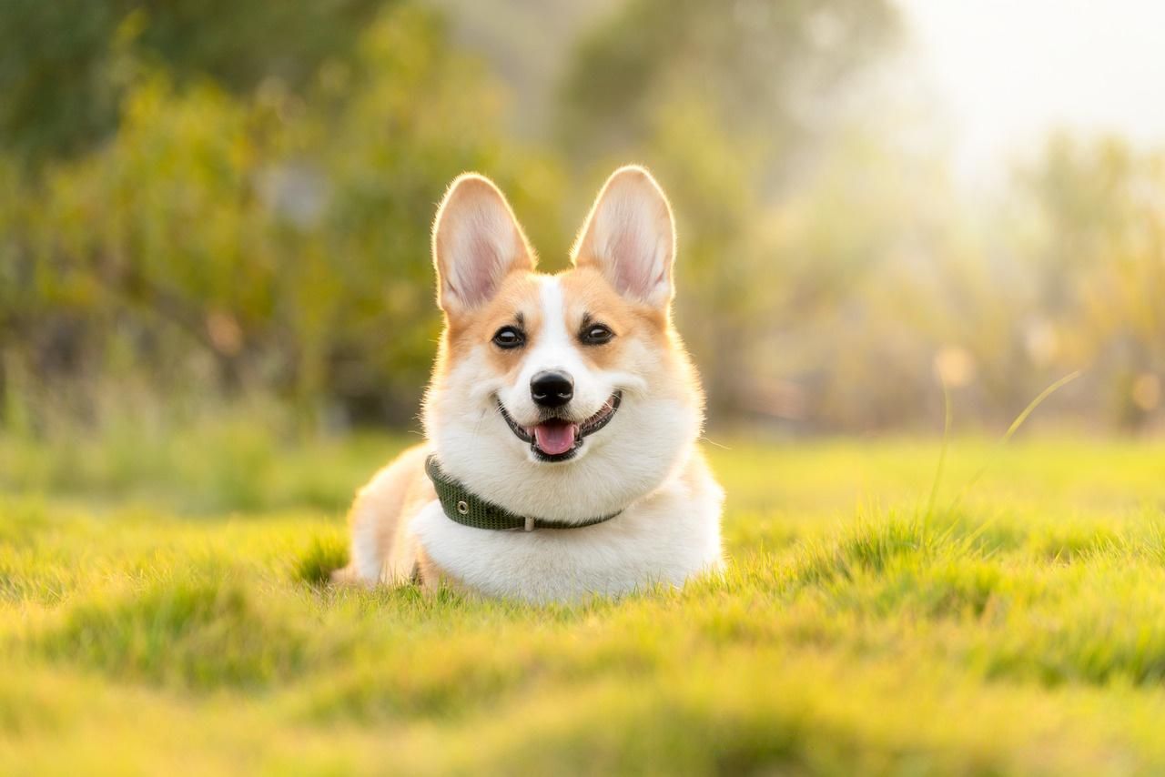 犬肛门恶性肿瘤