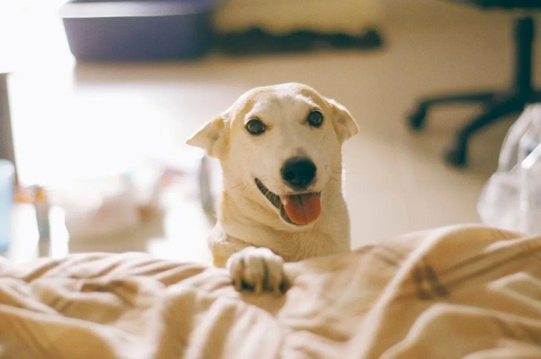 犬过敏性皮炎