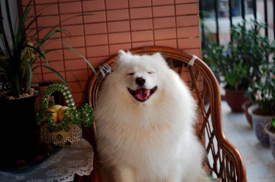 犬青光眼
