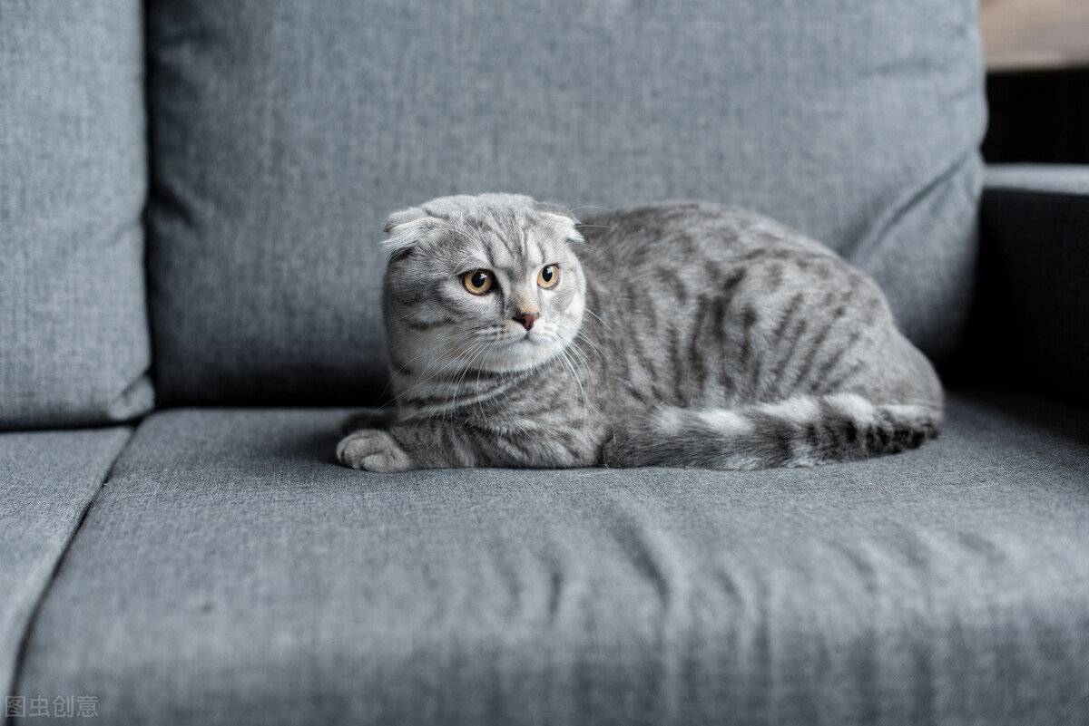 猫冠状病毒性肠炎