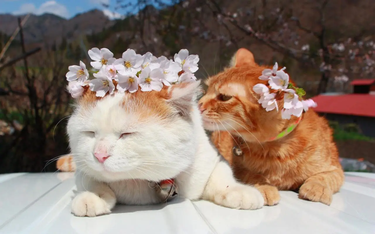 猫子宫蓄脓