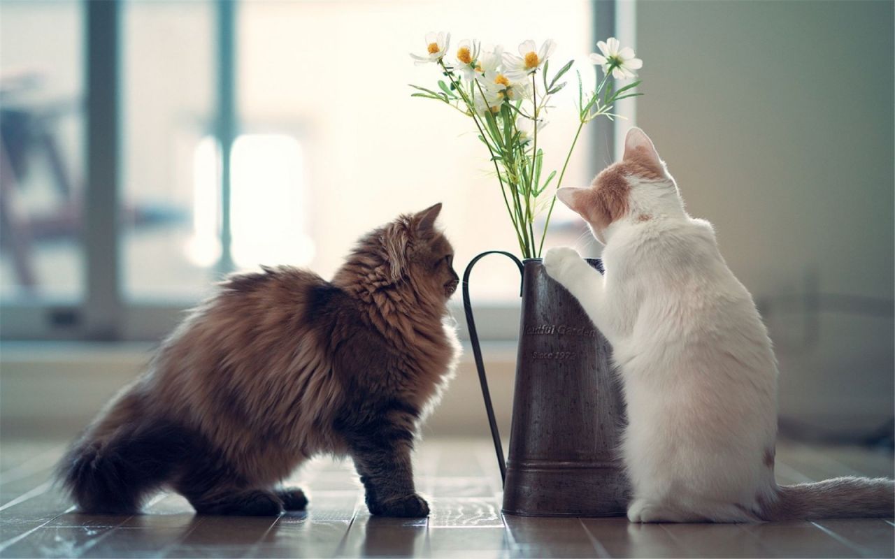 猫泛白细胞减少症