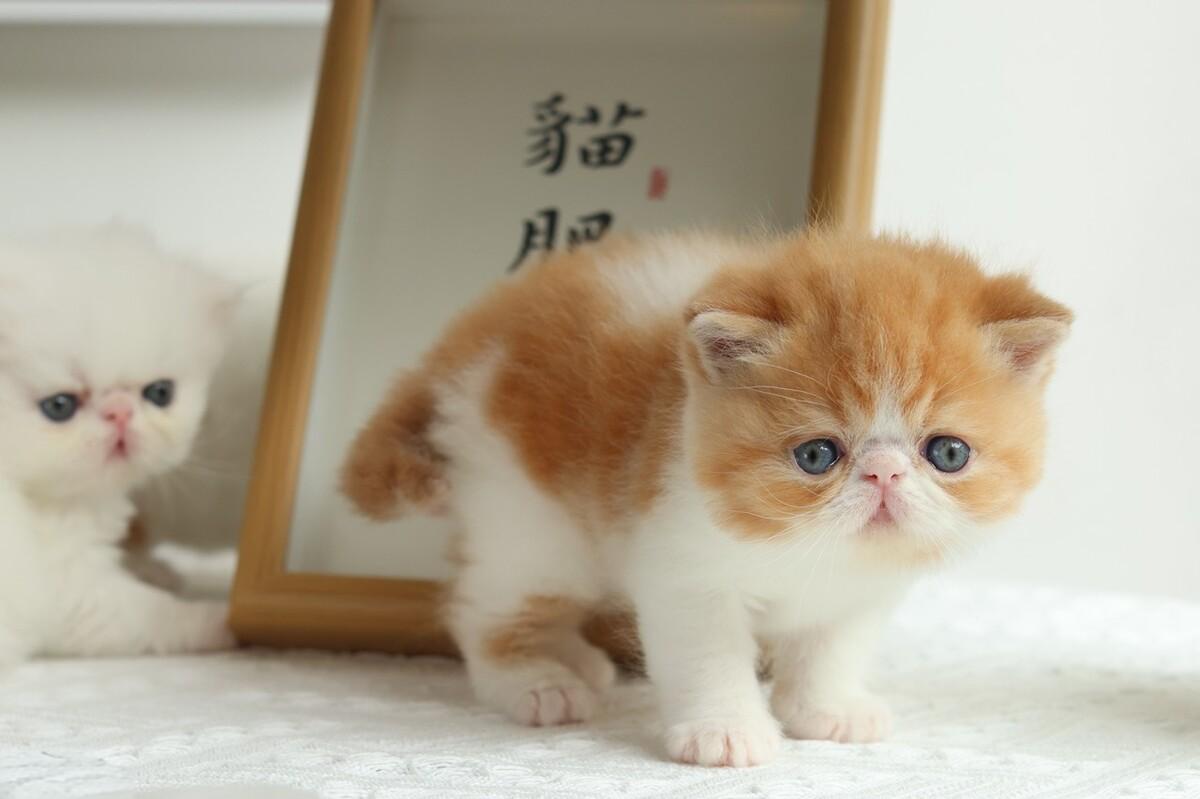 猫泡翼线虫病