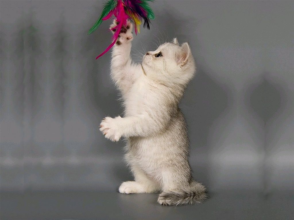 猫耳壳血肿