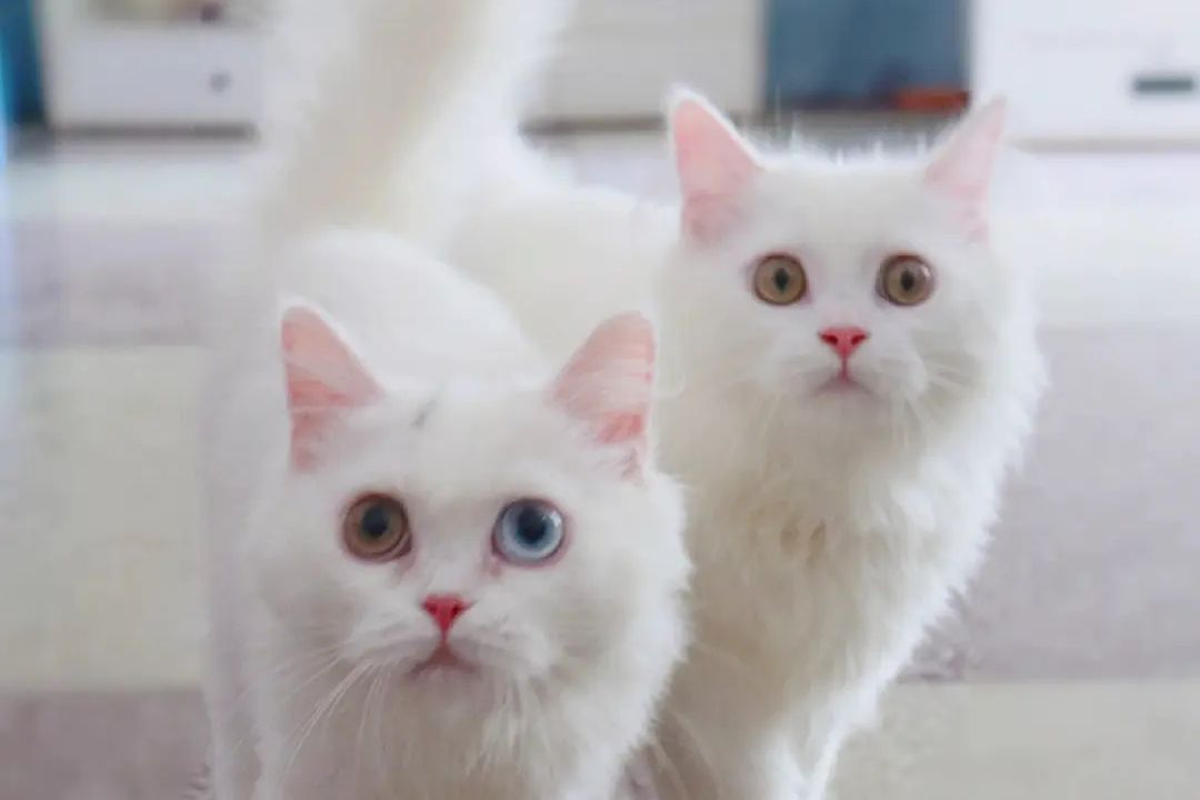猫肺炎