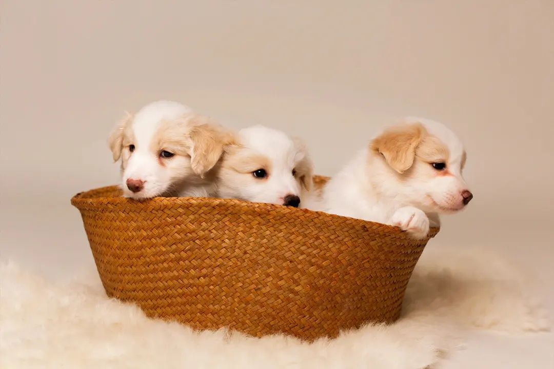 过敏性皮炎