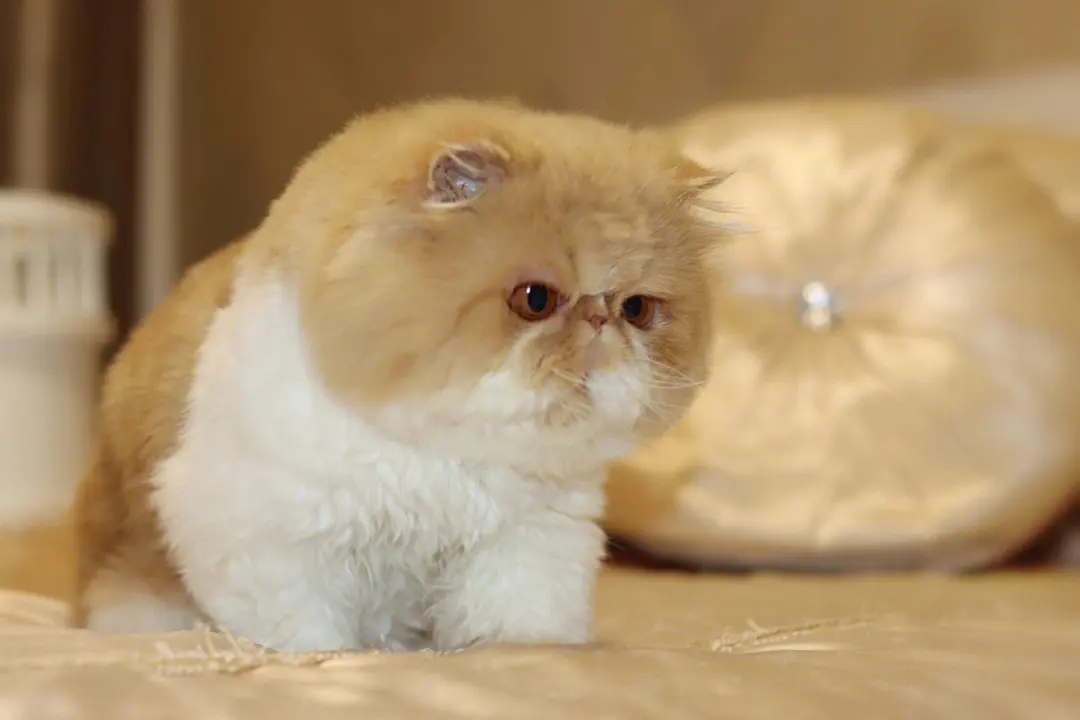 加菲猫总是流眼泪怎么办