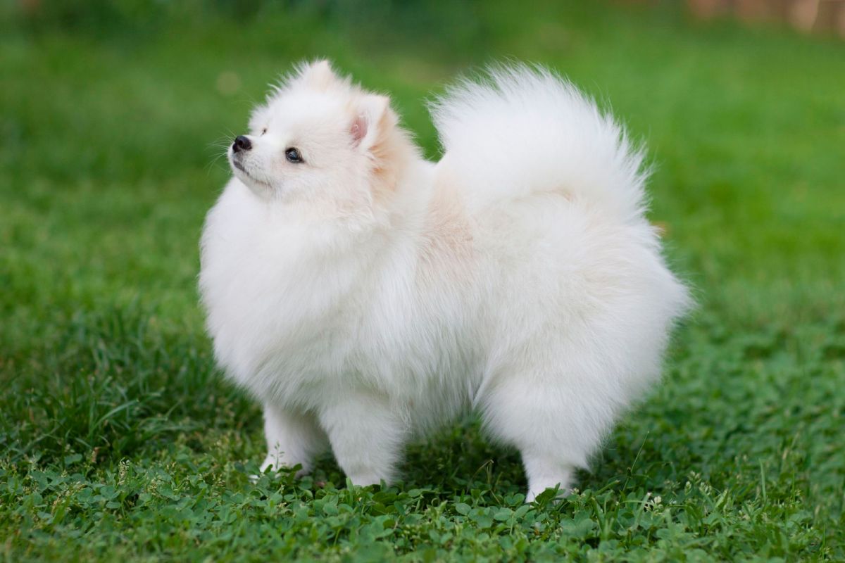 博美犬
