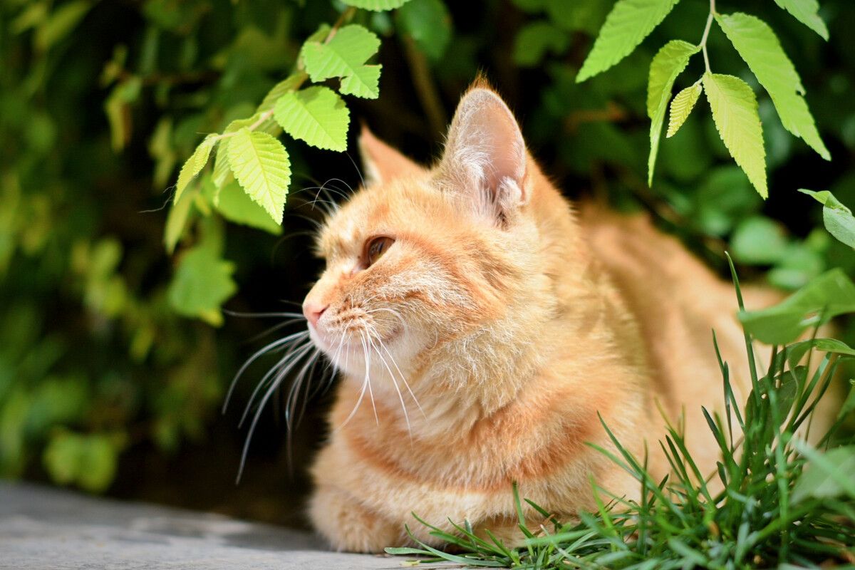 橘猫多少钱一只