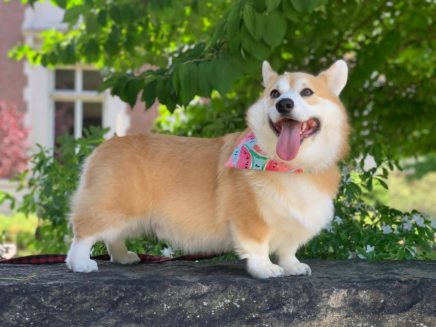 狗怕热吗
