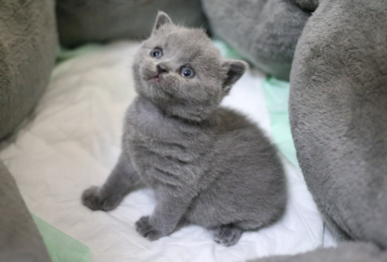 3个月猫一天拉几次大便