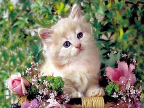 4个月的猫吃成猫猫粮还是幼猫猫粮