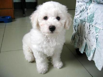 “比熊犬几钱一只”， 普遍家庭不妨接受吗？ 