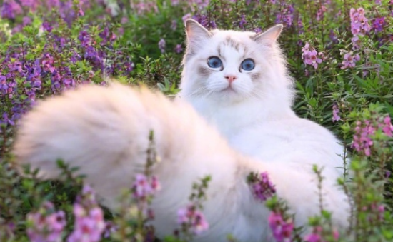 一个多月大的猫咪能洗澡吗？