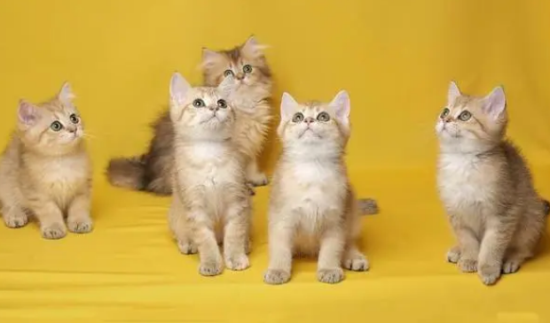 10个好听到爆的猫咪名字