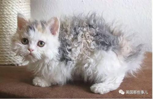 1个月的小猫喘气快是什么原因？