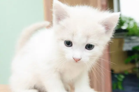20天小猫怎么人工喂养