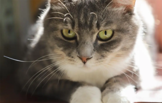 20种猫咪的优缺点大公开：哪款猫咪最适合你？