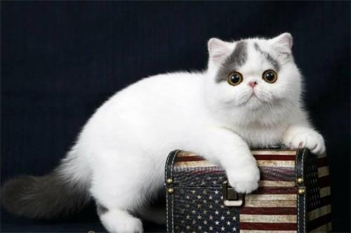 2个月大的小猫拉稀吐白沫是怎么回事？