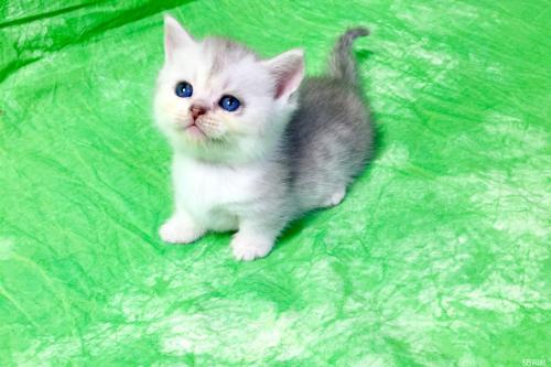 2个月大的猫拉肚子便血是什么情况?