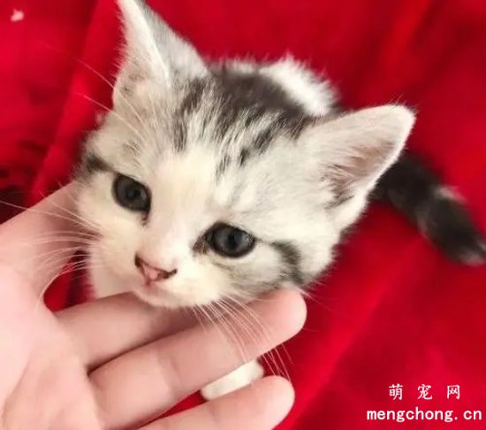 2个月小猫吃了猫薄荷怎么办?