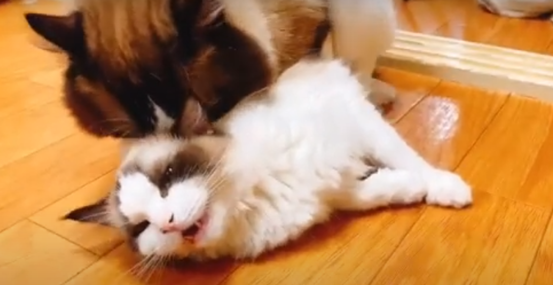 3万元布偶猫配种时跳楼死亡!做好一件事,猫狗寿命增加三成(图5) 3万元布偶猫配种时跳楼死亡!做好一件事,猫狗寿命增加三成(图5)