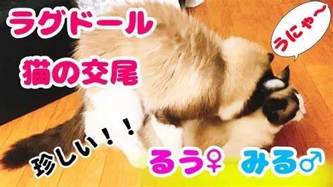 3万元布偶猫配种时跳楼死亡!做好一件事,猫狗寿命增加三成(图6) 3万元布偶猫配种时跳楼死亡!做好一件事,猫狗寿命增加三成(图6)
