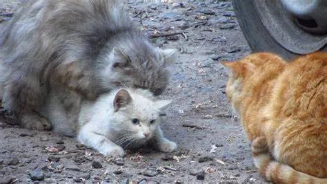 3万元布偶猫配种时跳楼死亡！做好一件事，猫狗寿命增加三成(图7)