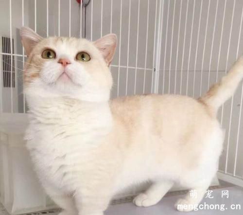 3个月猫一天拉几次大便