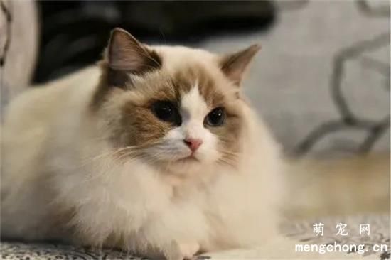 7个方法教你猫跳蚤怎么去除更彻底！