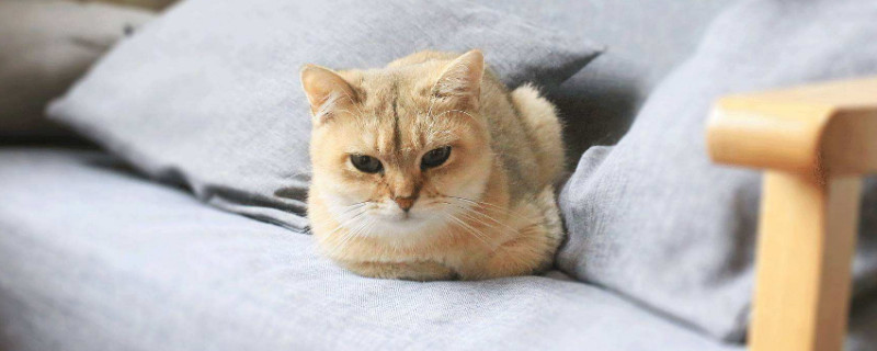 go猫粮怎样瞅批次