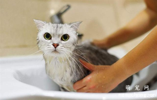 在家给猫洗澡用什么洗