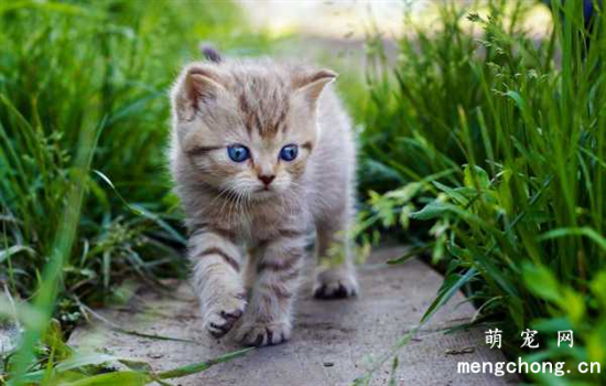 ​小猫怎么养才听话