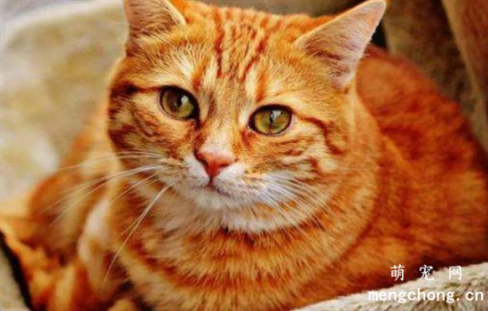 ​橘猫为啥容易胖?