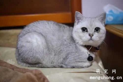 猫咪漏尿什么原因