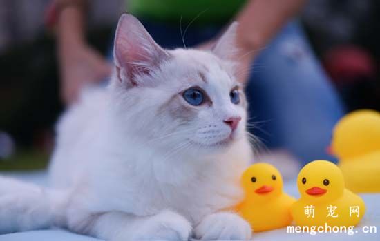 ​猫洗脸代表什么