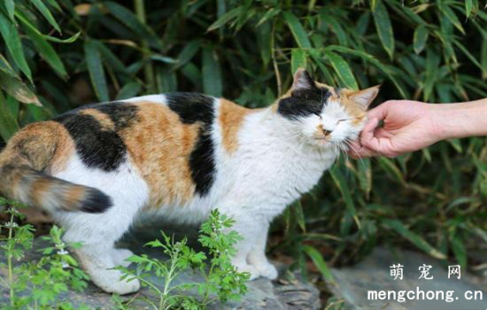 ​玳瑁猫是三花猫的一种吗