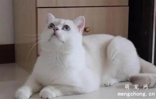 ​长毛银渐层是什么品种
