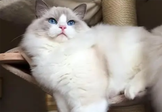 “土猫”和“宠物猫”有哪些区别？