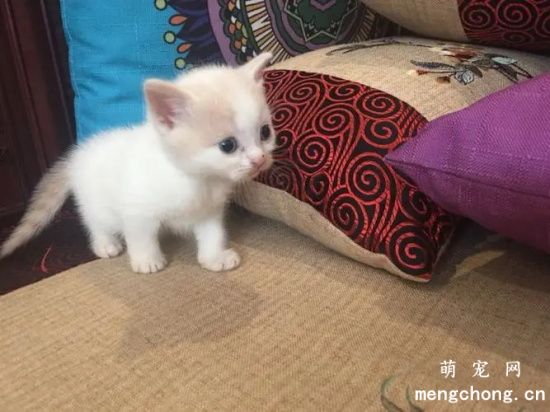 一个月小猫怎么喂养