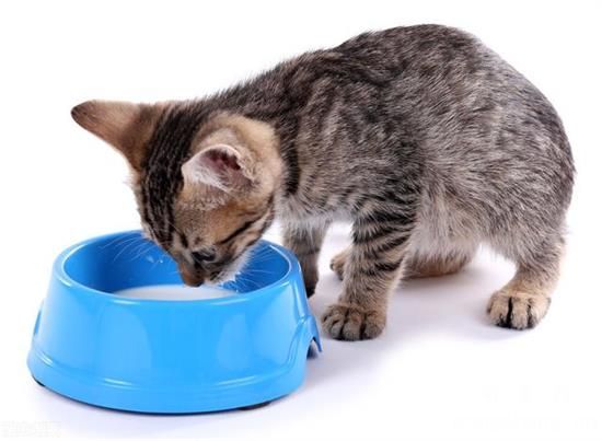 一个月的小猫可以喝酸奶吗？