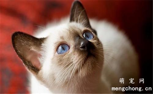 一个月的小猫怎么训练大小便