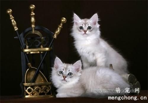 一只猫给另一只猫舔毛是什么意思?