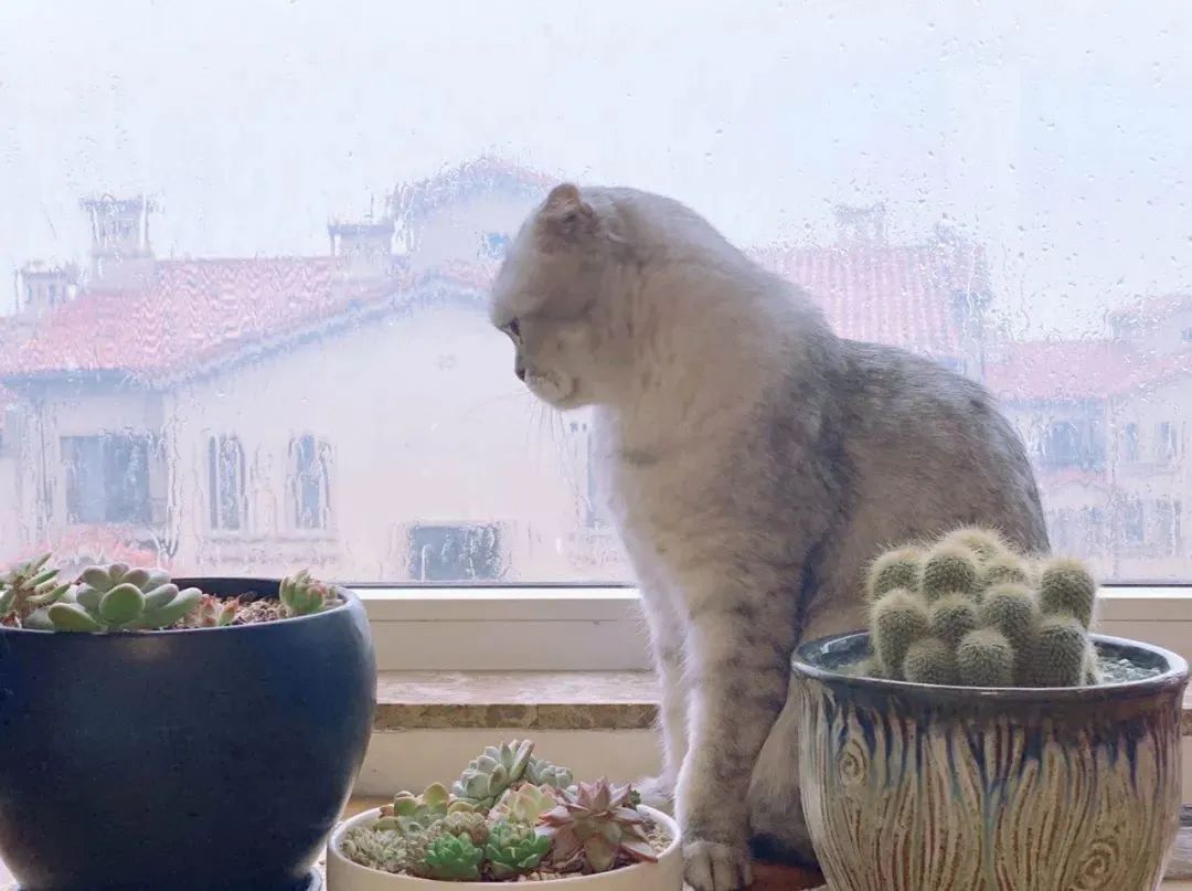 一周内两只猫外出洗澡，一死一伤！带猫去洗澡必须做好两件事(图2)