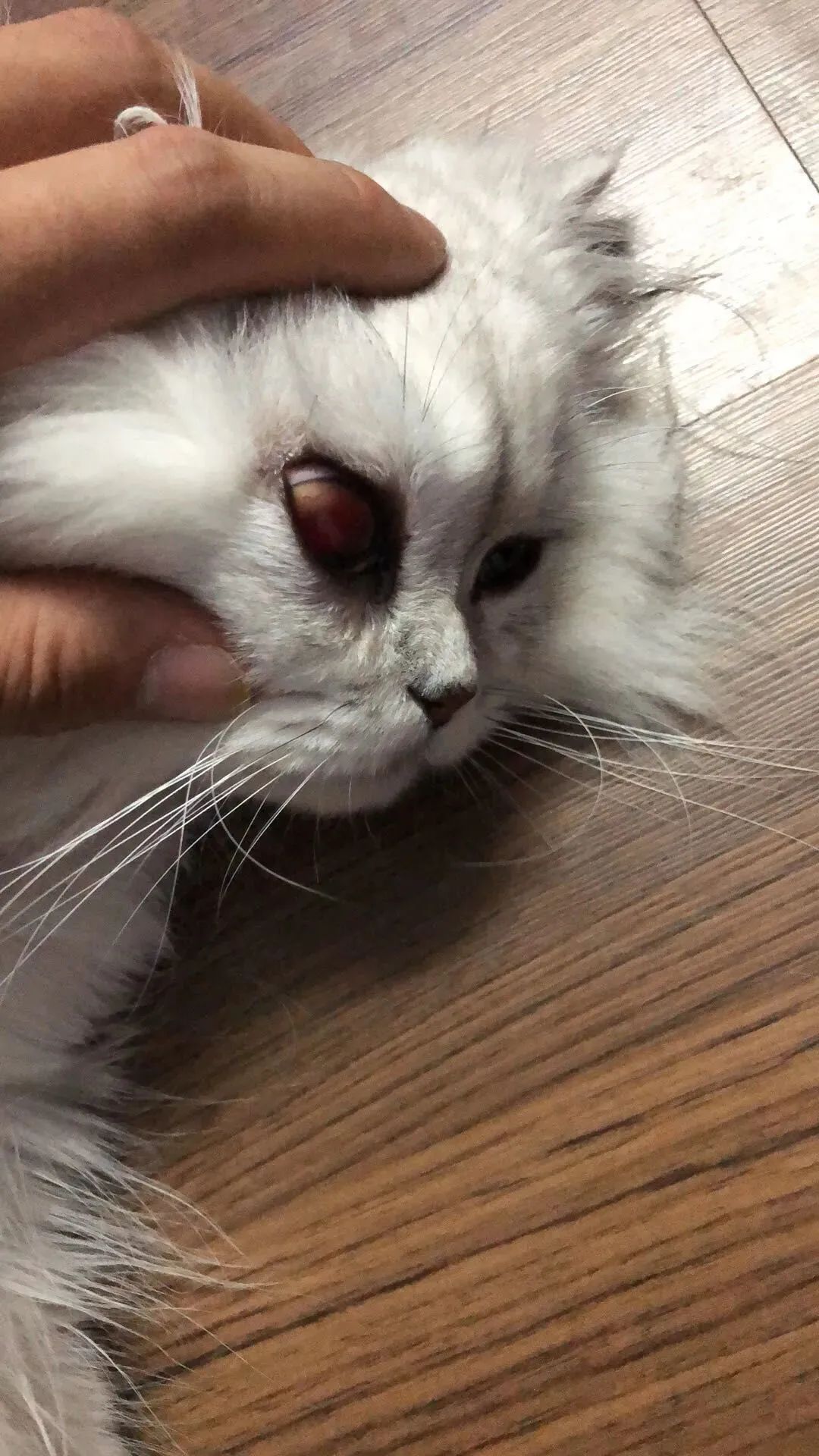 一周内两只猫外出洗澡，一死一伤！带猫去洗澡必须做好两件事(图6)
